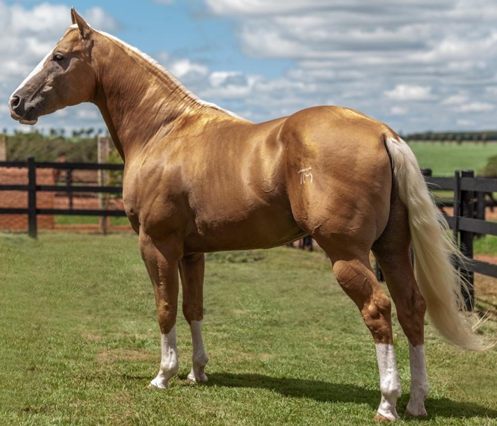 Ken Dos Play - Garanhão Quarto de Milha